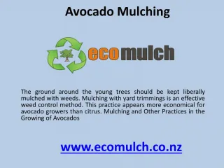 Avocado mulching - slide 1