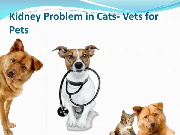 Kidney Problem in Cats- Vets for Pets