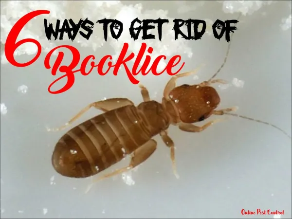 6 Ways to Get Rid of Booklice
