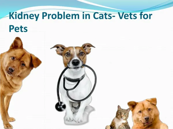 Kidney Problem Veterinary Surgeon