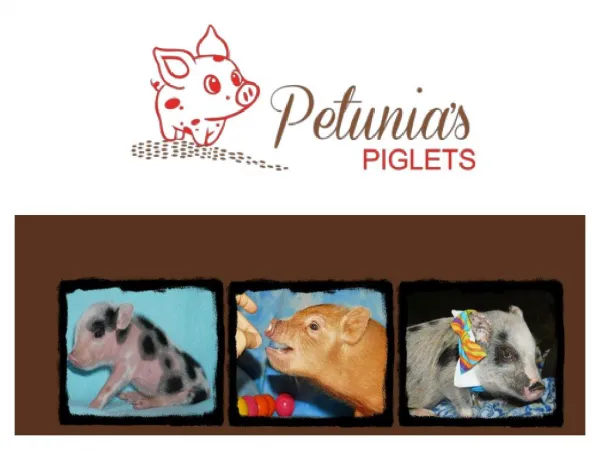 Petunias Piglets Juliana teacup micro mini pigs ; Home raised pet teacup mini pigs for sale in Washington