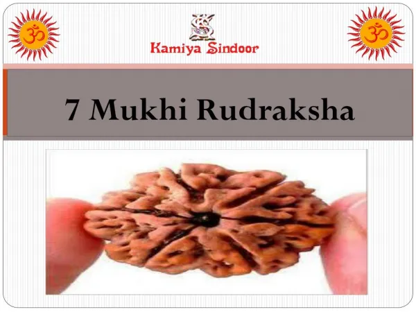 Certified 7 Mukhi Rudraksha
