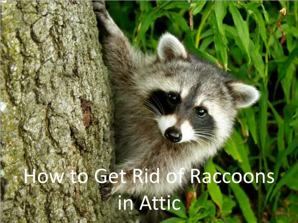 how to get rid of raccoons in attic