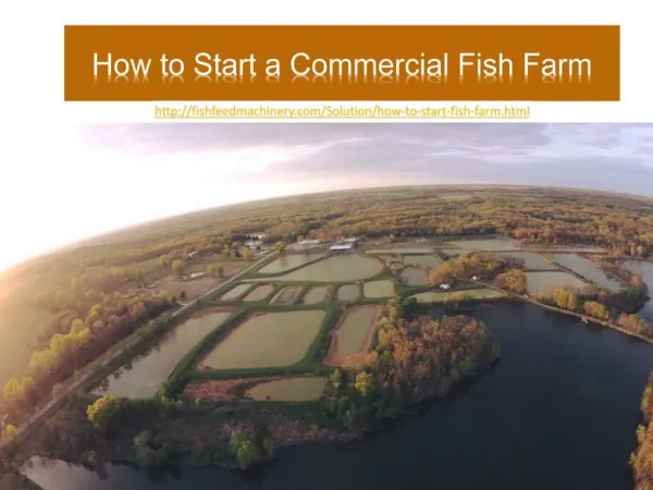 How to Start a Commercial Fish Farm