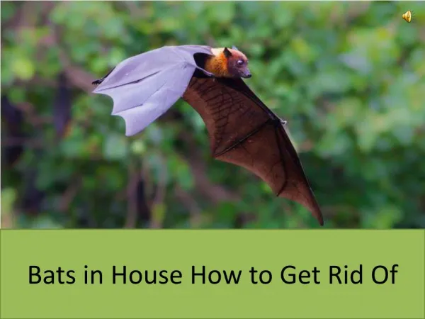 Bats in House How to Get Rid Of
