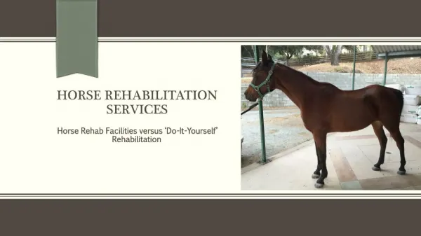 Horse Rehab Facilities versus ‘Do-It-Yourself’ Rehabilitation