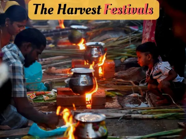The harvest festivals
