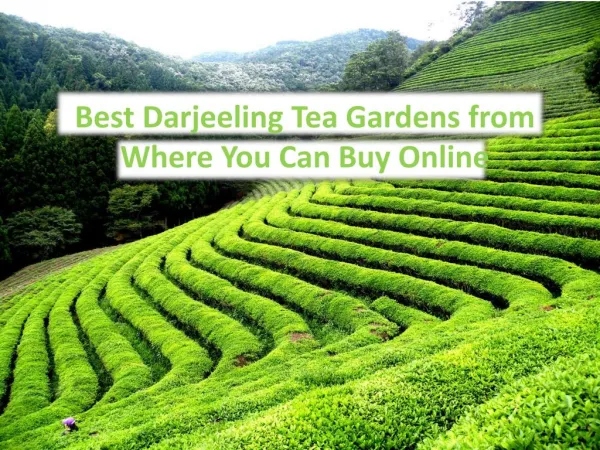 Best Darjeeling Tea Gardens from Where You Can Buy Online