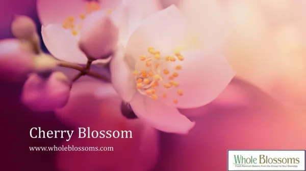 Cherry Blossom Branches Bulk - www.wholeblossoms.com