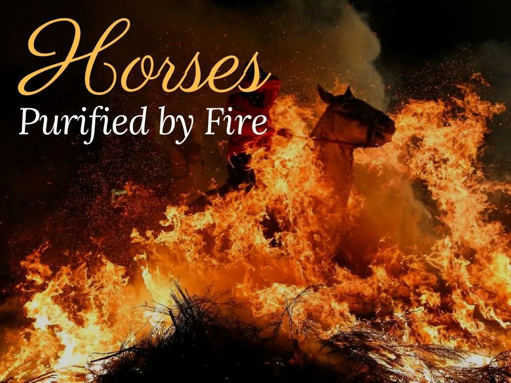stallions cleansed by fire