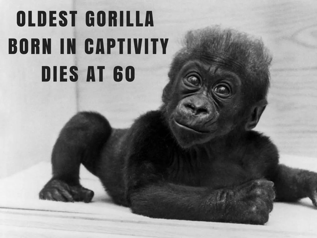 most established gorilla conceived in imprisonment bites the dust at 60