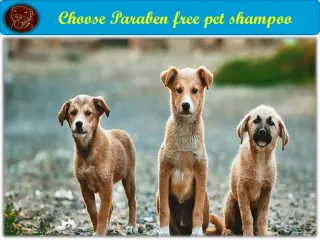 Buy Paraben free pet shampoo