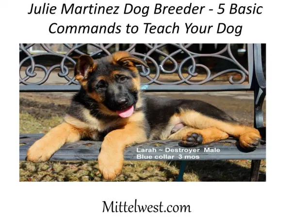 Julie Martinez Dog Breeder - 5 Basic Commands to Teach Your Dog