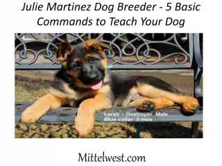 Julie Martinez Dog Breeder - 5 Basic Commands to Teach Your Dog - slide 1