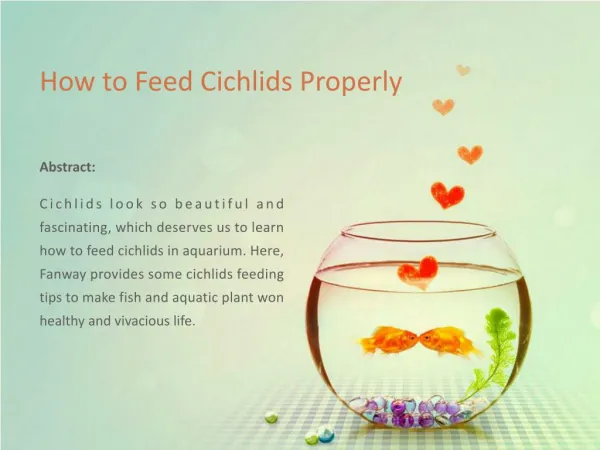 How to Feed Cichlids Properly