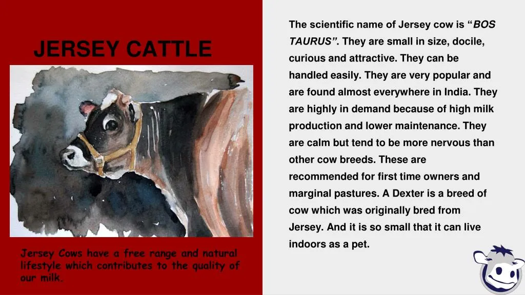 jersey cattle