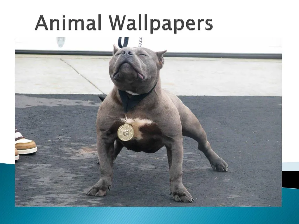 animal wallpapers