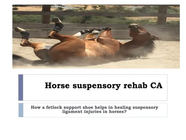 How a fetlock support shoe helps in healing suspensory ligament injuries in horses?