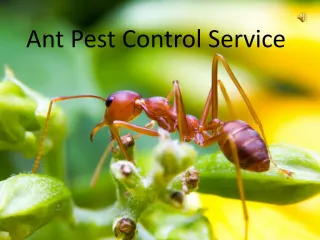 Ant Pest Control Service - slide 1
