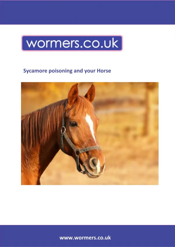 Sycamore poisoning and your Horse