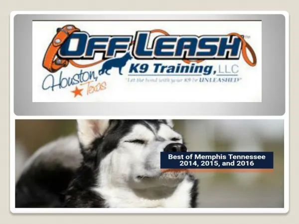 Memphis Tennessee Dog Trainers | Memphis Off Leash K9 Dog Training | Dog Obedience Training Memphis TN | Expert Dog Trai