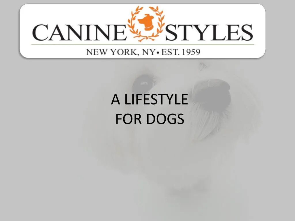 a lifestyle for dogs