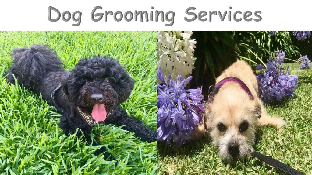 dog grooming services