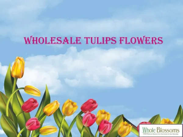 Wholesale Tulip Flowers - www.wholeblossoms.com