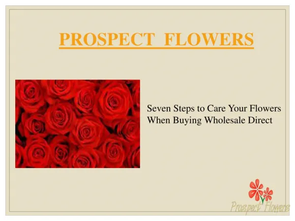 Seven Steps to Care Your Flowers When Buying Wholesale Direct