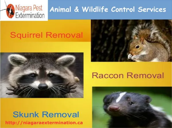 Animal & Wildlife Control Services In St.Catharines,Welland,Niagara Falls