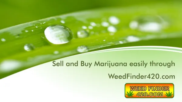 Sell and Buy Marijuana easily through WeedFinder420.com