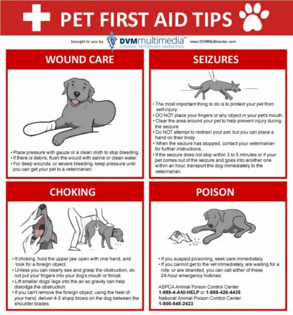 First Aid Tips for Pets