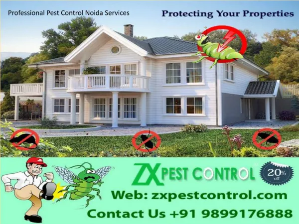 Professional Pest Control Noida Services - 9899176888