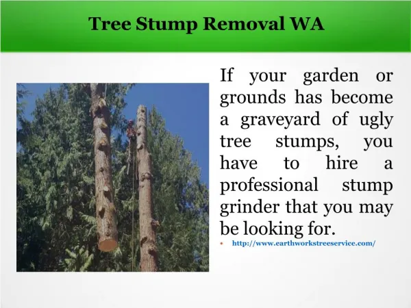 Tree Stump Removal WA