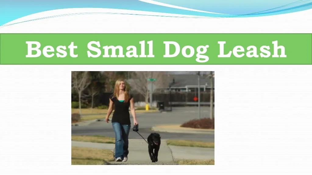 best small dog leash