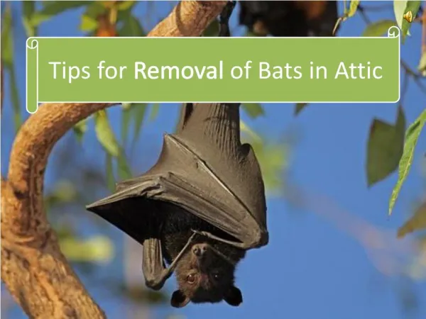 Tips for Removal of Bats in Attic