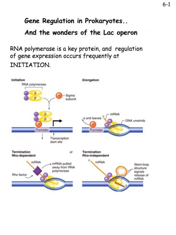 Lac operon Phenomenon: On glucose- Bacteria grow fine On lactose- bacteria don t grow, then grow because they induce an
