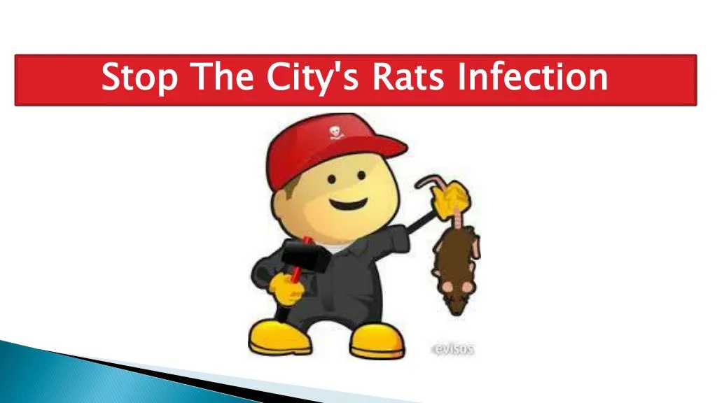stop the city s rats infection