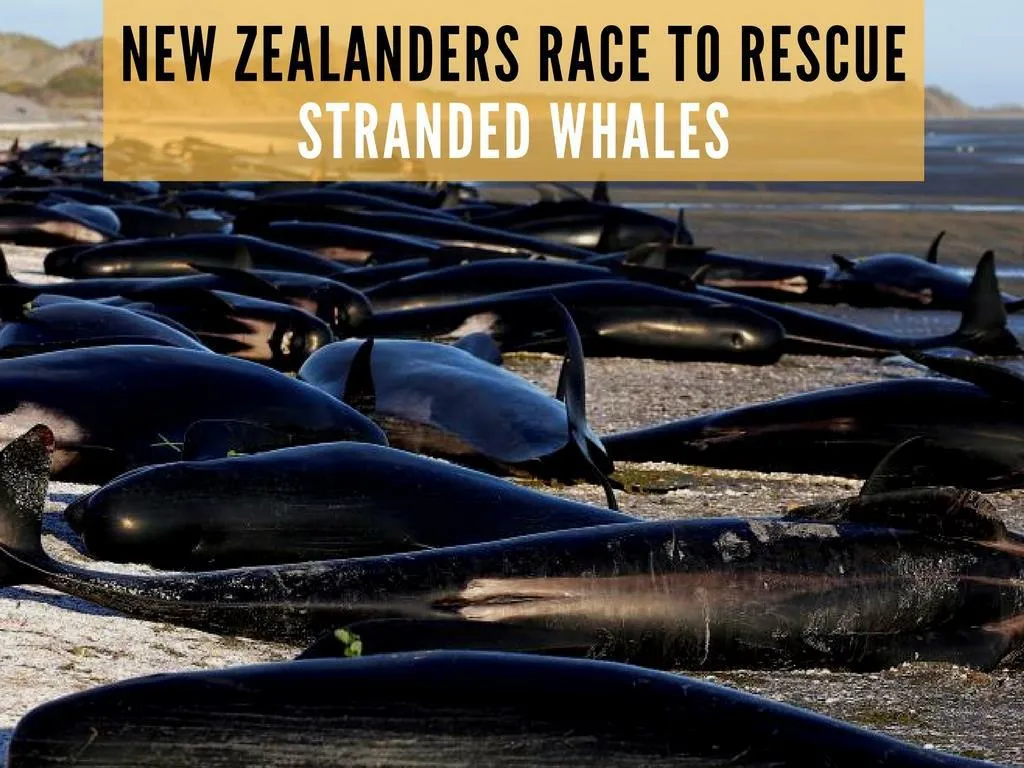 new zealanders race to safeguard stranded whales