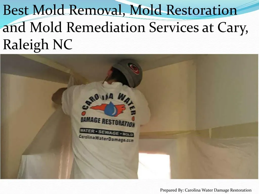 best mold removal mold restoration and mold