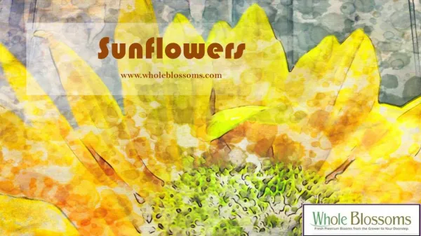 Wholesale Teddy Bear Sunflowers - www.wholeblossoms.com