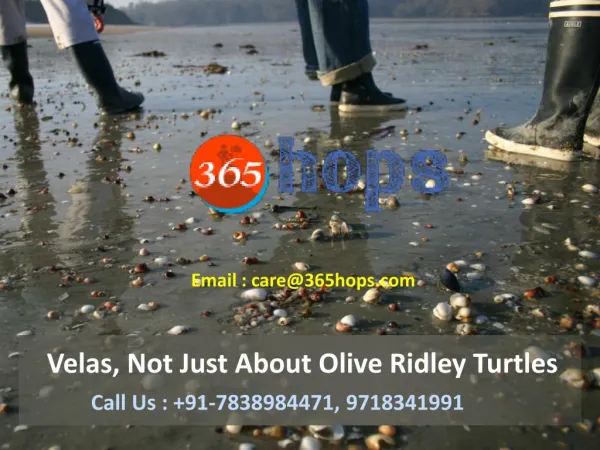 Velas, Not Just About Olive Ridley Turtles