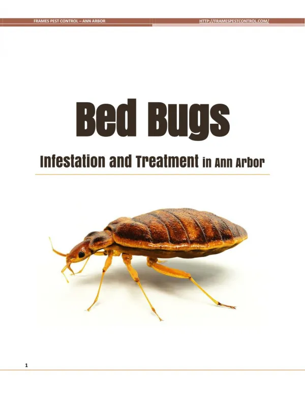 Bed Bugs Infestation and Treatment in Ann Arbor