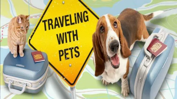 Important Tips for traveling with Pet on a Road Trip