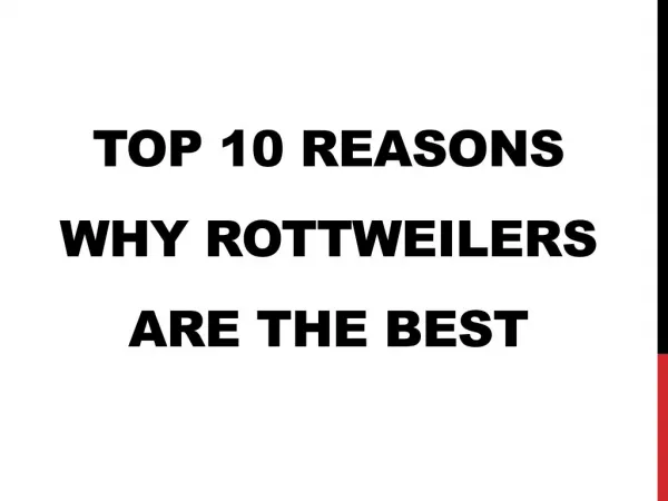Top 10 Reasons Why Rottweilers Are The Best