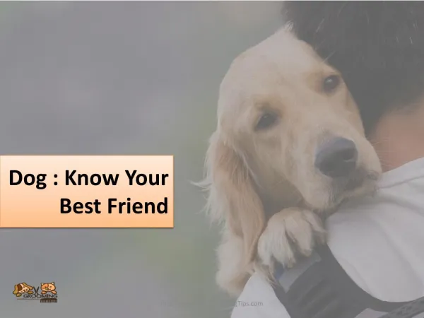 Dog : Man's Best Friend