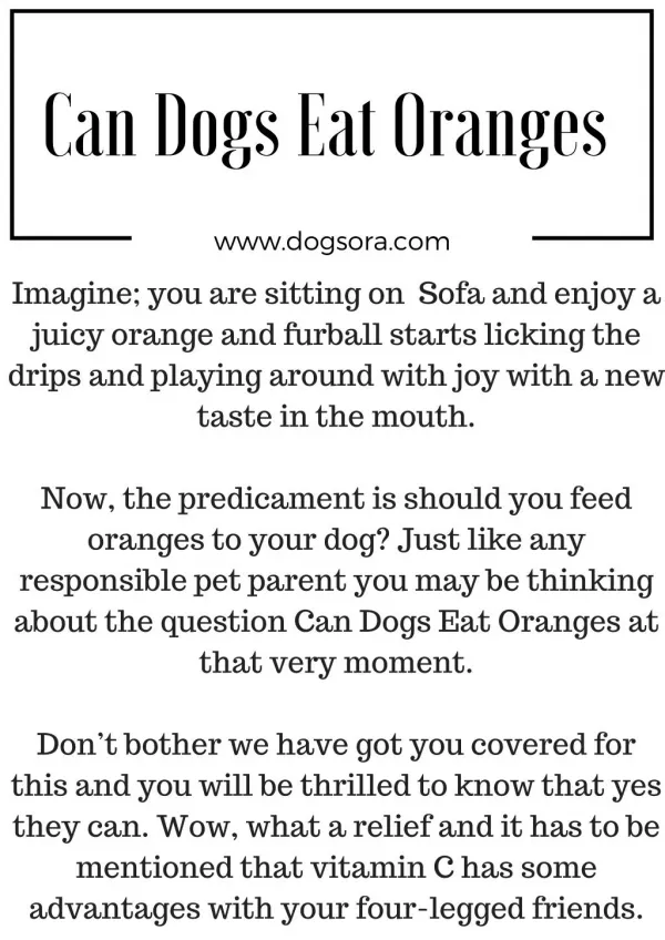 Can Dogs eat Oranges