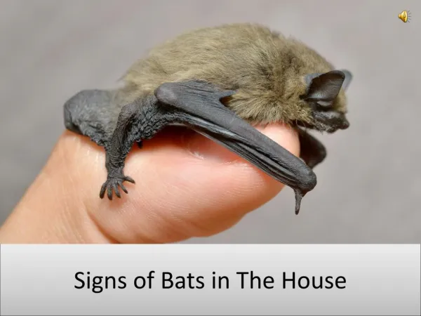 Signs of Bats in The House