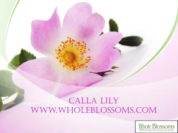 Purple Calla Lilies - www.wholeblossoms.com