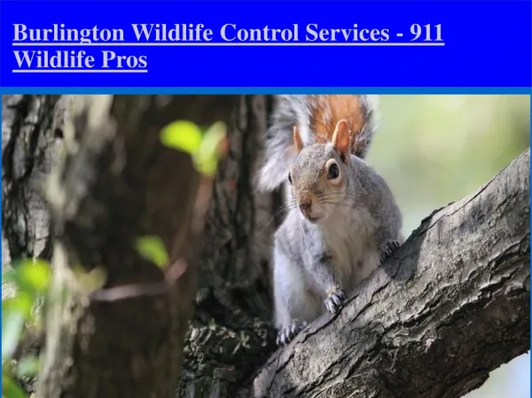 Wildlife Control Burlington Ontario